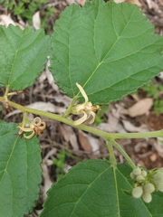 Grewia latifolia