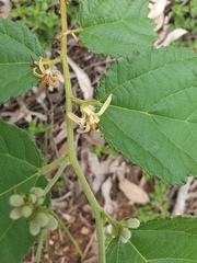 Grewia latifolia