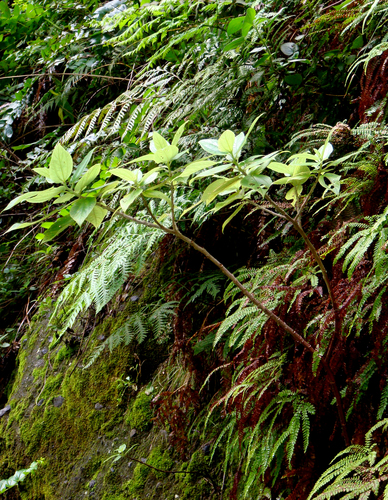 Pouzolzia australis observed 2009-05-09
