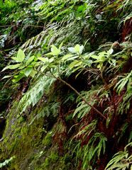Pouzolzia australis, photograph author not stated, no rights reserved