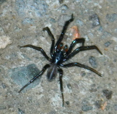 Ariadna bicolor