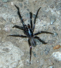 Ariadna bicolor
