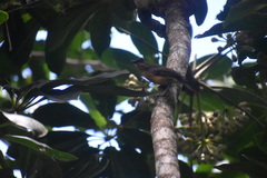 Myiagra vanikorensis