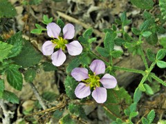 Fagonia cretica