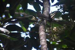 Myiagra vanikorensis