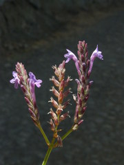 Lavandula rotundifolia