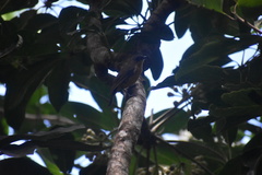 Myiagra vanikorensis