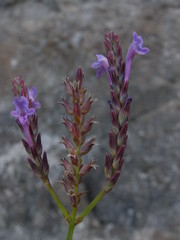 Lavandula rotundifolia