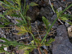 Lavandula rotundifolia