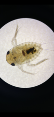 Corixoidea