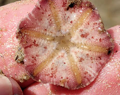 Meridiastra medius
