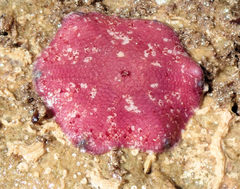 Meridiastra medius