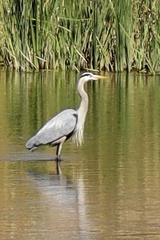 Ardea herodias