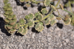 Ambrosia ambrosioides