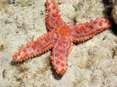 Uniophora granifera