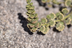 Ambrosia ambrosioides