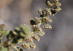 Ambrosia ambrosioides
