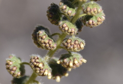 Ambrosia ambrosioides