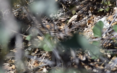 Aspidoscelis uniparens