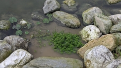 Limnophila trichophylla