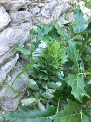 Acanthus mollis