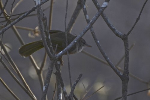 Thamnornis (Thamnornis chloropetoides), photo 3