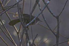 Thamnornis chloropetoides