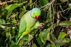 Psittacula krameri