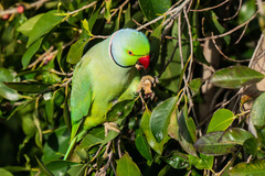 Psittacula krameri