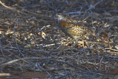 Turnix nigricollis