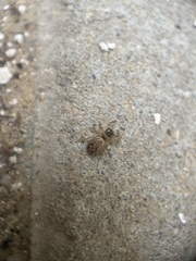 Salticidae