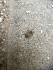 Salticidae