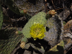 Opuntia