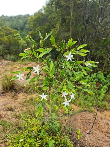 Mascarenhasia lisianthiflora