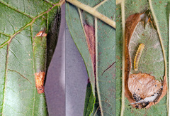 Phyllonorycter rajella