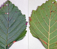 Phyllonorycter rajella