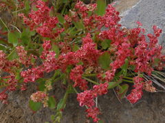 Rumex vesicarius