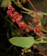 Rumex vesicarius