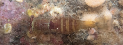 Heptacarpus pugettensis