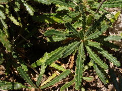 Launaea picridioides