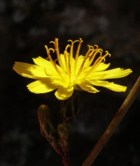 Launaea picridioides