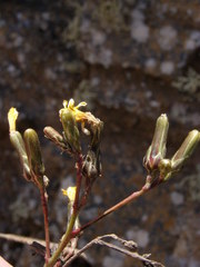 Launaea picridioides