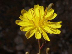 Launaea picridioides