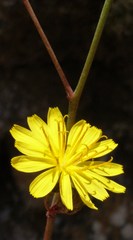 Launaea picridioides