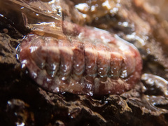Boreochiton beringensis