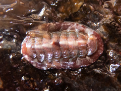 Boreochiton beringensis