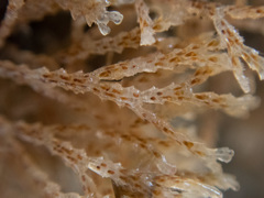 Bugulidae