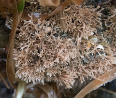 Bugulidae