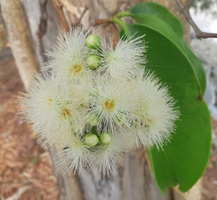 Syzygium grande