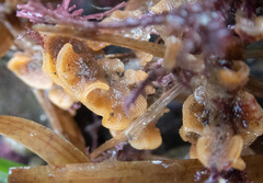 Primavelans insculpta